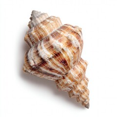 Obraz premium A close-up photograph of a spiral seashell with beautiful brown and white stripes