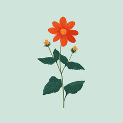 Naklejka premium Bright orange Tithonia flower with green leaves — elegant minimal botanical vector illustration