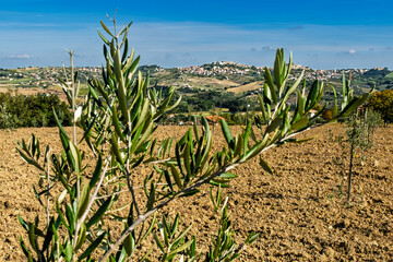 Olivi, Olive, Abruzzo, Montagne, Penne, Balle Fieno, tricolore, campi, arati,  paglia, Italy, Europe
