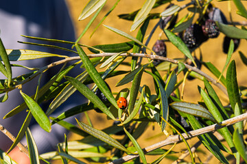 Coccinella, Olivi, Olive, Abruzzo, Montagne, Penne, Balle Fieno, tricolore, campi, arati,  paglia, Italy, Europe