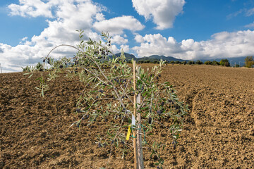 Olivi, Olive, Abruzzo, Montagne, Penne, Balle Fieno, tricolore, campi, arati,  paglia, Italy, Europe