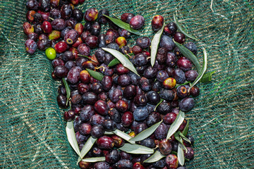 Olivi, Olive, Abruzzo, Montagne, Penne, Balle Fieno, tricolore, campi, arati,  paglia, Italy, Europe