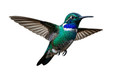 Fototapeta premium “Emerald Daze: Hummingbird in Flight” “Iridescent Blur: Hummingbird Sprint” “Feathered Gem: Jewel of the Garden” “Vibrant Hover: Hummingbird in Green-Blue Light”