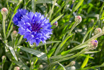 Close up of blue cornflower flower.