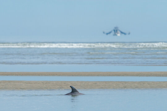 Ghost Shrimp Boat and Dorsal Fin