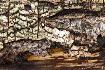 Background with old birch bark.