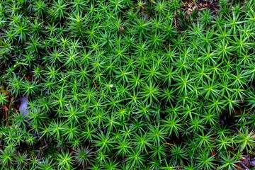 Haircap moss texture. Nature forest background.