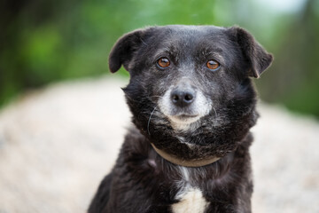 Beautiful old black dog is sitting on top of a pile of sand while being photographed for adoption purposes