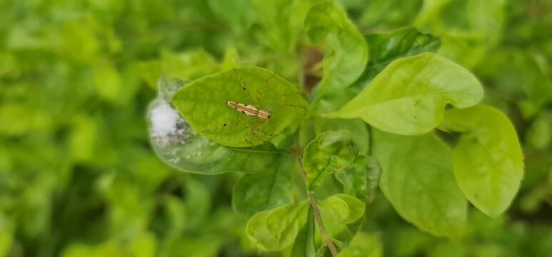small spider on a leaf