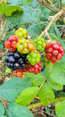 Close-up of a cluster of ripening blackberries showing different stages of maturity, from green to red and fully ripe black fruits. 