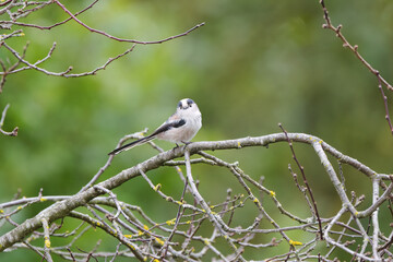Long-tailed tit looks curiously into the camera, curious long-tailed tit on a bare tree, buds on branches, frontal view of a long-tailed tit, green background, Aegithalos caudatus