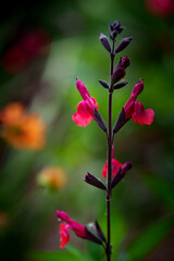 Bright pink-red Greggs sage (Salvia Greggii) single stem in focus with blurred floral background and soft bokeh. Close-up.