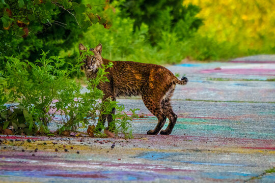 Chalk Road Bobcat