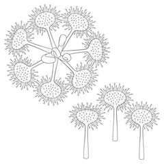 Set of black and white illustrations sundew, drosera plants. Isolated vector objects on white background.