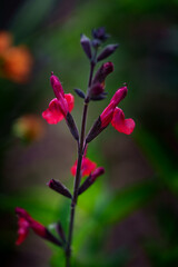 Bright pink-red Greggs sage (Salvia Greggii) single stem in focus with blurred floral background and soft bokeh. Close-up.