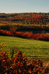 vibrant hill landscape, distant wooded ridge framed by vibrant layered hillside contours and rich