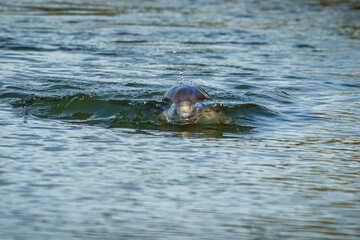 Fototapeta premium Young Dolphin Calf, Making Waves