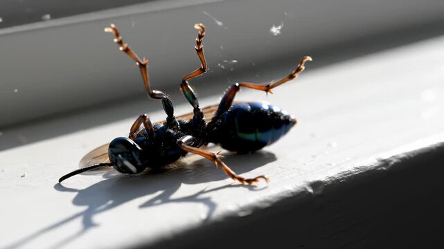 Close Up of Blue Mud Dauber Wasp Lying Upside Down on Windowsill