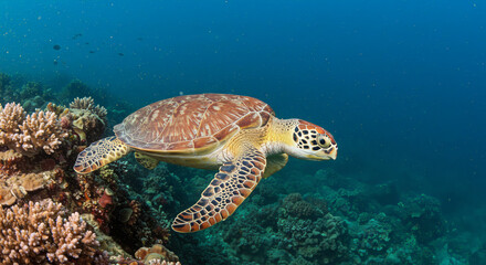 Fototapeta premium Sea turtle swimming gracefully near coral reef underwater environment