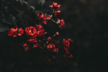Close-up of vibrant small red roses with dark green leaves and a blurred background. Beautiful roses in autumnal garden. Fall season flowers.