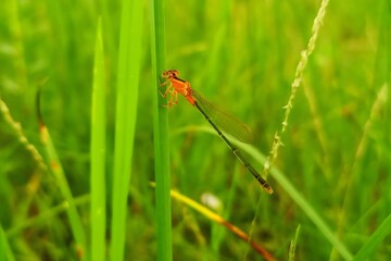 Damselfly resting on grass in natural environment
