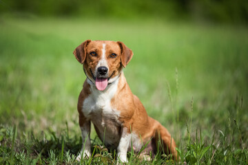 Beautiful mixed bred dog, beagle type, sitting on the meadow during photographing in purpose of...