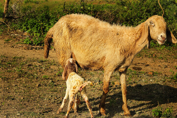 Close up of a sheep feeding her lamb. Sheep with Hungry Baby. New born lamb drinking milk. A tender moment between mother and baby lamb in lush green meadow. a lamb suckles its mother in a meadow.