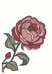 Vintage Peony Rose Engraving Illustration - Romantic Floral Design