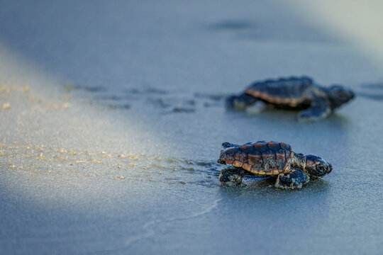 Loggerhead Turtle Hatchlings' First Walk