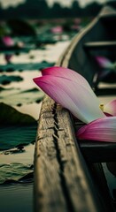Pink Lotus Flower Petals Resting on Wooden Boat Edge in Calm Water