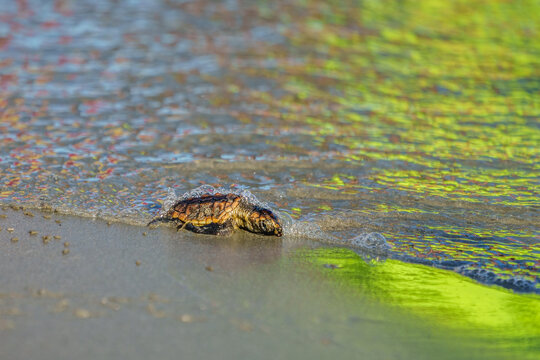 Loggerhead Turtle Hatchlings' First Walk