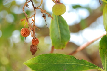 Medronheiro fruit