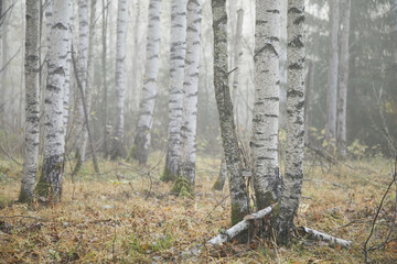 Beautiful birch forest without leaves in fog in late autumn, close-up of tree trunks