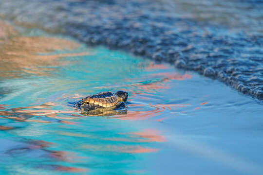 Loggerhead Turtle Hatchlings' First Walk