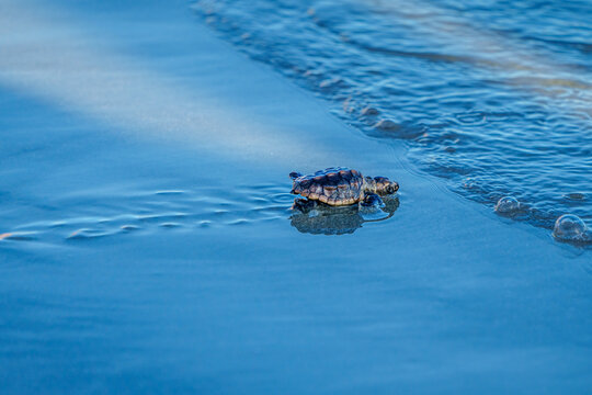 Loggerhead Turtle Hatchlings' First Walk