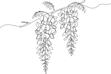 Elegant line drawing of wisteria flowers dangling gracefully fro