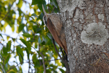Brazilian bird climbing a trunk