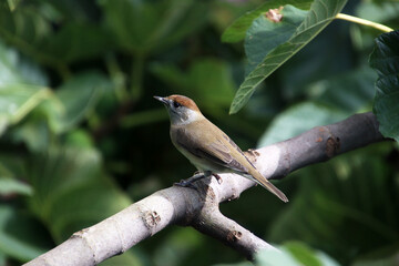 Female Eurasian blackcap (Sylvia atricapilla) on fig tree branch in town garden (Breisach, Germany)