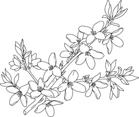 Delicate Forsythia Branch Line Art Illustration for Spring Desig