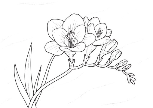 Detailed freesia flower illustration with leaves on a white back