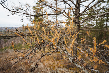 Close view of autumn tree bark textures, Detailed image of larch bark and leaf textures during fall, Focused snapshot capturing intricate lichen growth and leafy branch details in autumn