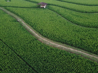 THE BEAUTY OF GREEN RICE FIELDS WITH YELLOWING RICE AND AESTHETIC OLD HUT