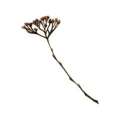 Watercolor painting of Japanese spiraea branch on a white background. Good for postcards, books, invitations, greeting cards, wallpaper and textiles.