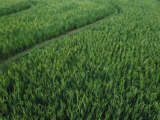 THE BEAUTY OF GREEN RICE FIELDS WITH YELLOWING RICE AND AESTHETIC OLD HUT
