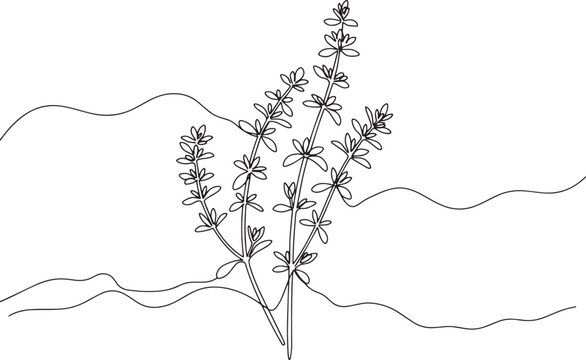 Elegant thyme sprigs single line art against softly rolling hill