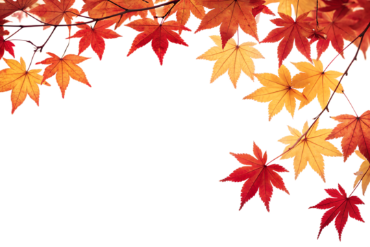 Vibrant autumn maple leaves show red and orange colors, isolated and beautifully arranged as a decorative border on a transparent background.