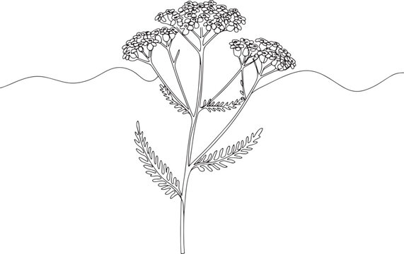 Elegant yarrow sprig line art against a minimalistic wavy horizo