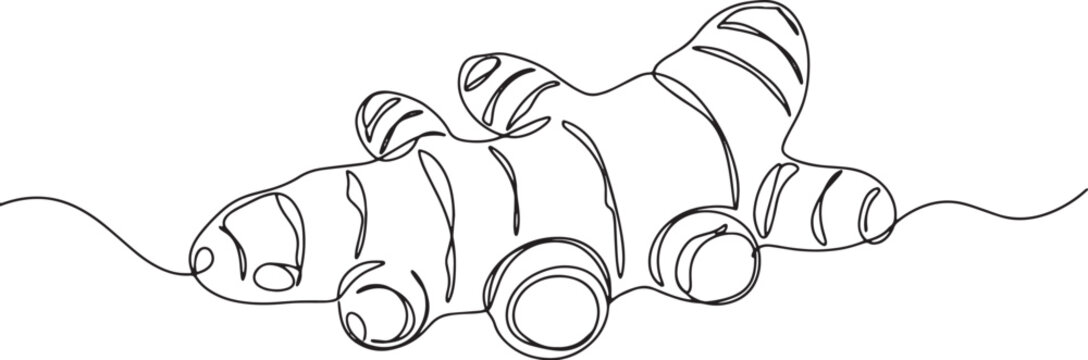 Single line art of a turmeric rhizome, minimalist culinary herb