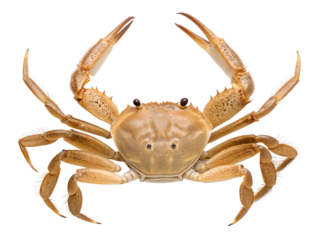 A marine crab with strong claws raised high in an alert pose is isolated for easy use on a transparent background.