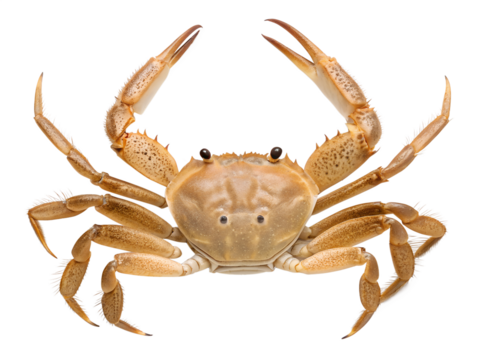 A marine crab with strong claws raised high in an alert pose is isolated for easy use on a transparent background.